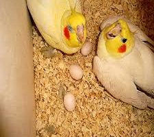 Papagáj szaporítása odúban